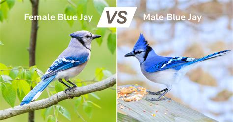 blue jay male and female images|male blue jays vs female.